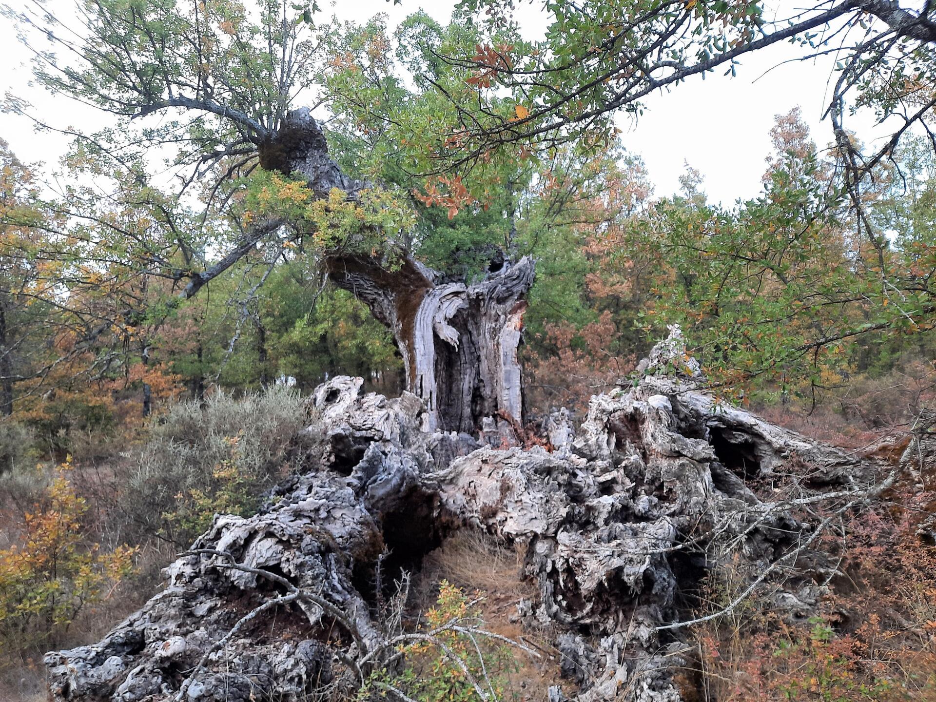 Cadaver de roble